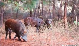 超级野猪最早爆料视频大全