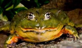 牛蛙饲养爆料视频教程图片,揭秘视频教程与图片解析