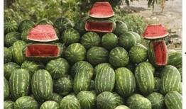 路边摊免费吃瓜,街头美食盛宴等你来尝