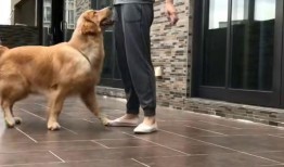 网红狗的训练爆料视频,萌宠成长背后的心酸与欢乐