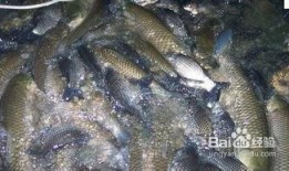 鲤鱼养殖爆料怎么做的视频