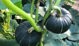 在哪吃网红瓜好吃呢图片,网红瓜的绝妙食府推荐