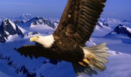 老鹰新版本爆料了吗视频,全新内容与玩法大揭秘