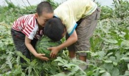 凉山吃瓜网红事件,揭秘网络舆论背后的真相与反思