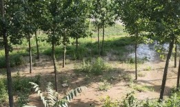 石家庄平山最新爆料,揭秘石家庄平山神秘事件背后的真相