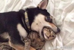 网红狗的训练爆料视频,萌宠成长背后的心酸与欢乐