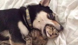 网红狗的训练爆料视频,萌宠成长背后的心酸与欢乐