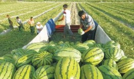 快乐网红吃瓜图片,快乐氛围满满！