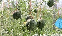 砀山最新吃瓜爆料视频,揭秘神秘事件背后的真相