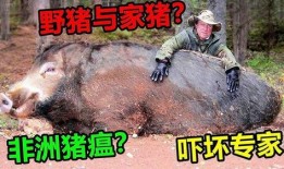 超级野猪最早爆料视频大全