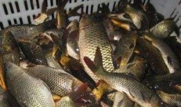 鲤鱼养殖爆料怎么做的视频