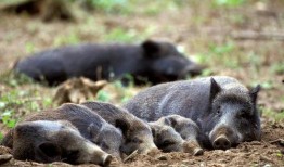 超级野猪最早爆料视频大全
