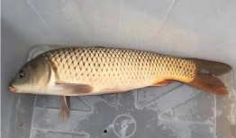 鲤鱼养殖爆料怎么做的视频