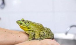 牛蛙饲养爆料视频教程图片,揭秘视频教程与图片解析