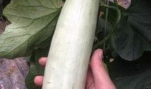 网红吃的生瓜叫什么,揭秘神秘“网红瓜”之谜